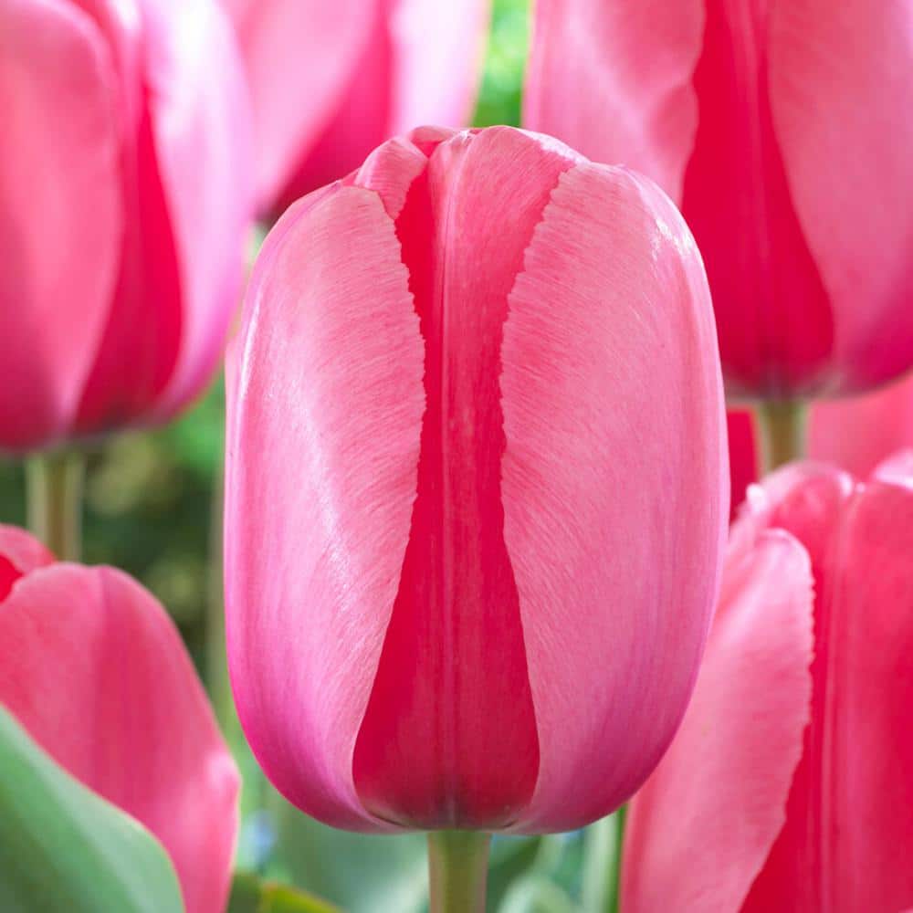  12/+ Cm, Pink Impression Darwin Hybrid Tulip Flower Bulbs (Bag Of 50)
