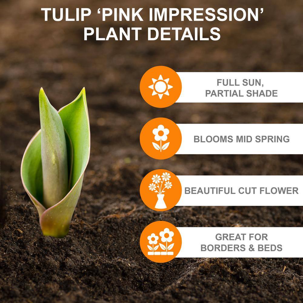  12/+ Cm, Pink Impression Darwin Hybrid Tulip Flower Bulbs (Bag Of 50)