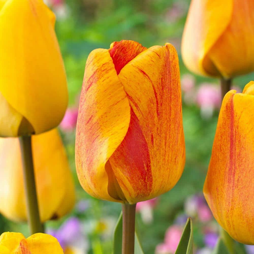  12/+ Cm, Beauty Of Apeldoorn Darwin Hybrid Tulip Flower Bulbs, Orange (Bag Of 25)