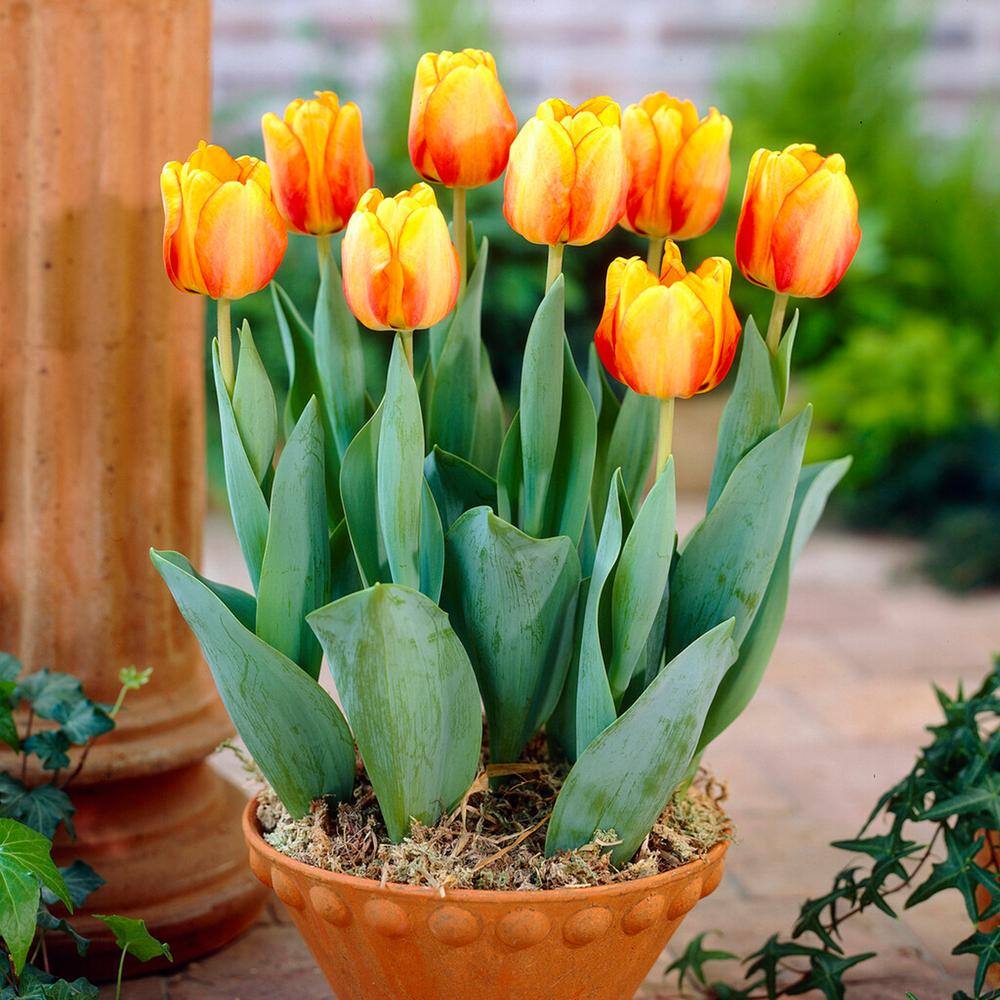  12/+ Cm, Beauty Of Apeldoorn Darwin Hybrid Tulip Flower Bulbs, Orange (Bag Of 250)
