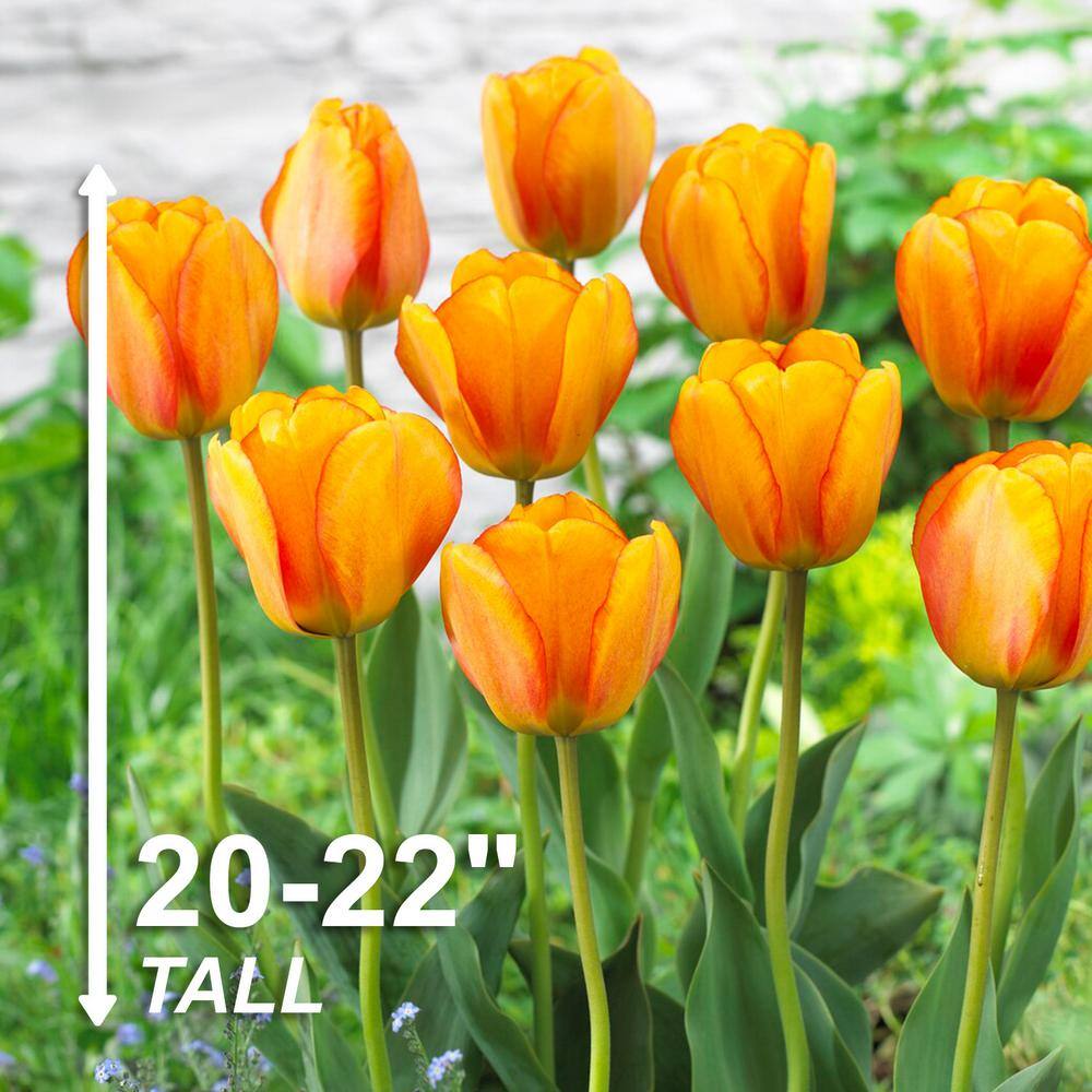  12/+ Cm, Beauty Of Apeldoorn Darwin Hybrid Tulip Flower Bulbs, Orange (Bag Of 50)