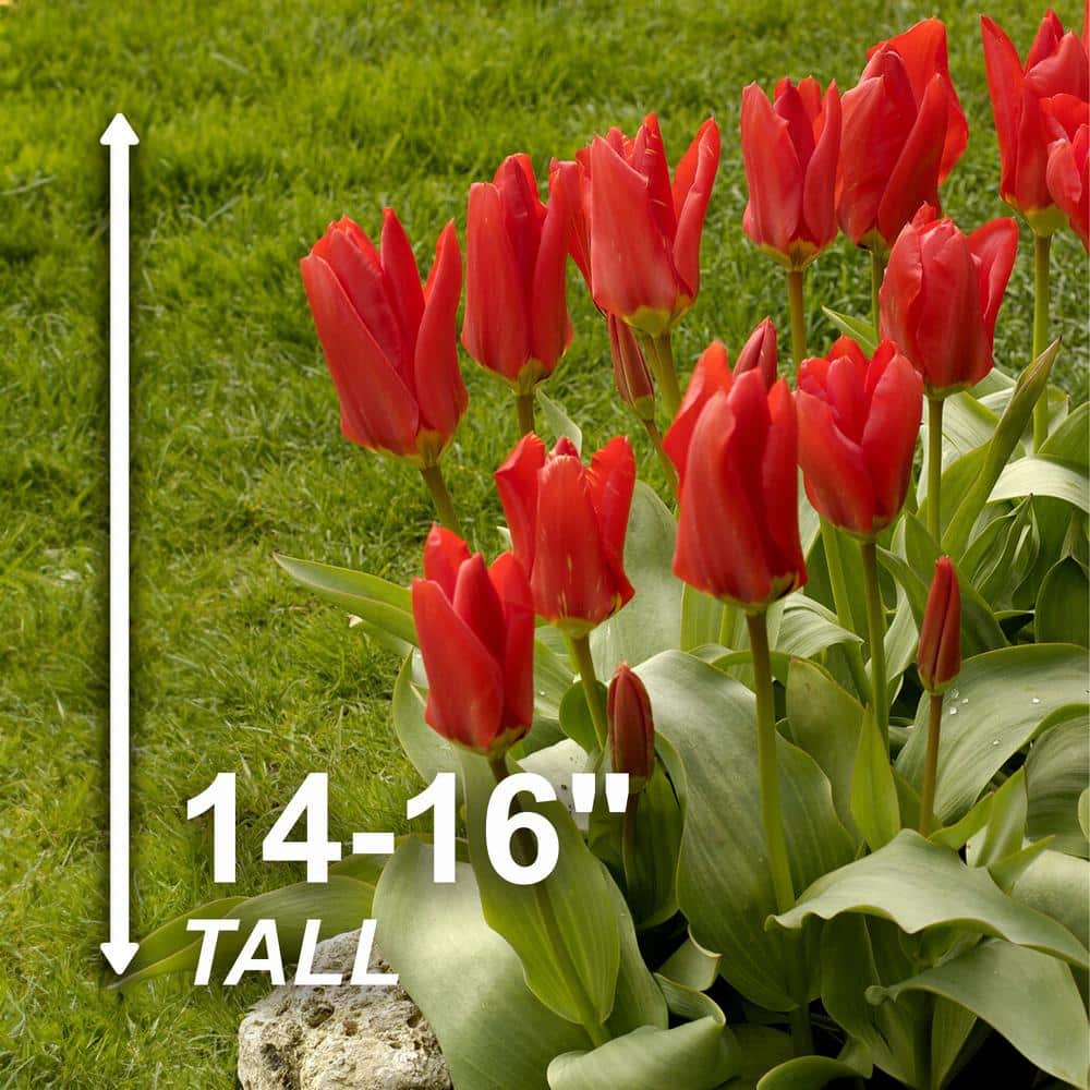  12/+ Cm, Fosteriana Red Emperor Tulip Flower Bulbs (Bag Of 100)