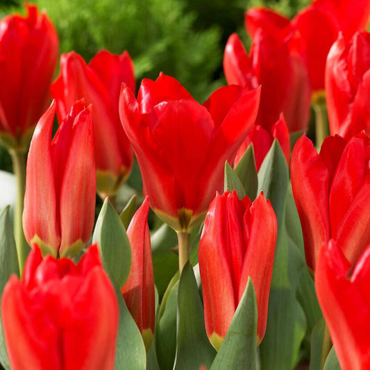 12/+ Cm, Fosteriana Red Emperor Tulip Flower Bulbs (Bag Of 250)