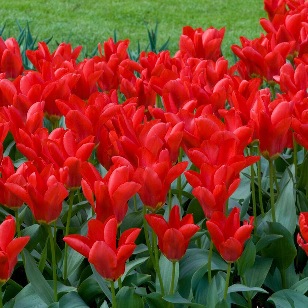  12/+ Cm, Fosteriana Red Emperor Tulip Flower Bulbs (Bag Of 50)