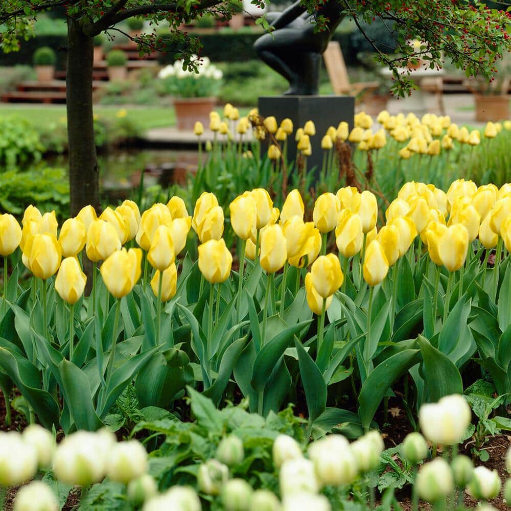  12/+ Cm, Fosteriana Yellow Emperor Tulip Flower Bulbs (Bag Of 250)
