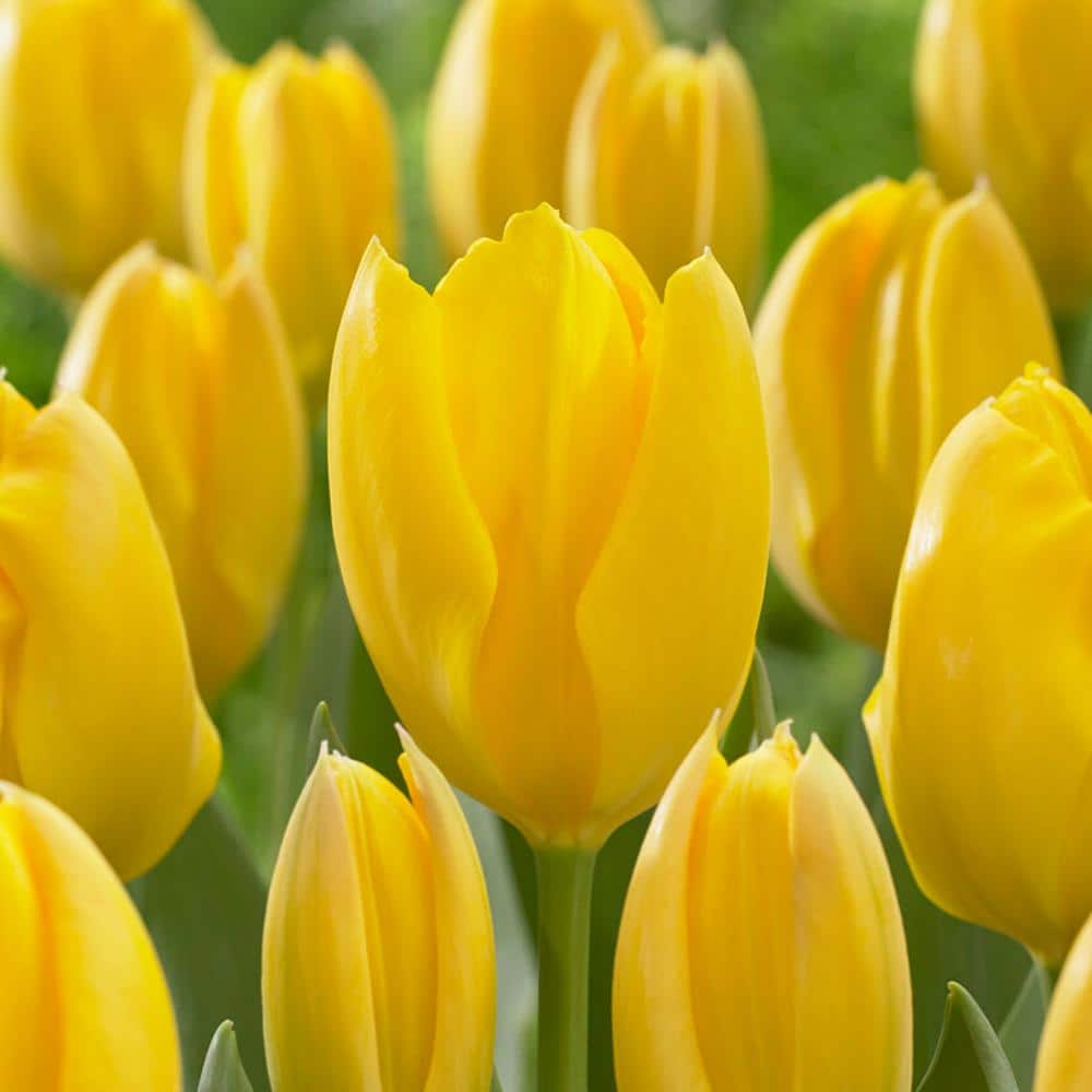  12/+ Cm, Fosteriana Yellow Emperor Tulip Flower Bulbs (Bag Of 250)
