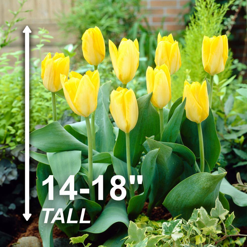  12/+ Cm, Fosteriana Yellow Emperor Tulip Flower Bulbs (Bag Of 50)