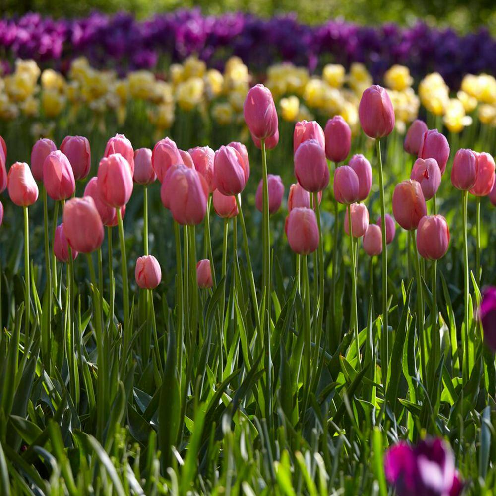  12/+ Cm, Single Late Pink Menton Tulip Flower Bulbs (Bag Of 250)
