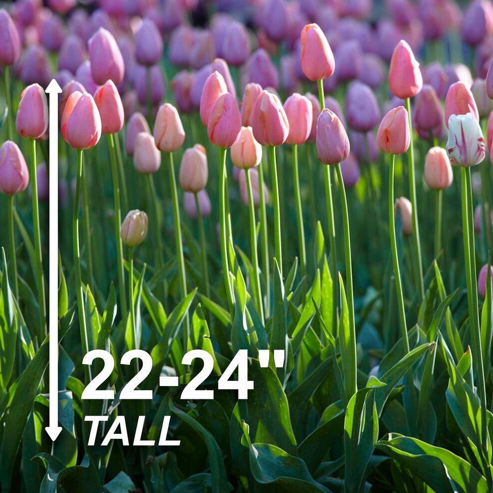  12/+ Cm, Single Late Pink Menton Tulip Flower Bulbs (Bag Of 250)