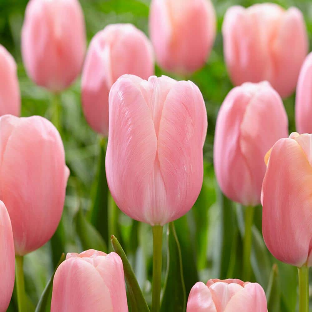  12/+ Cm, Single Late Pink Menton Tulip Flower Bulbs (Bag Of 250)