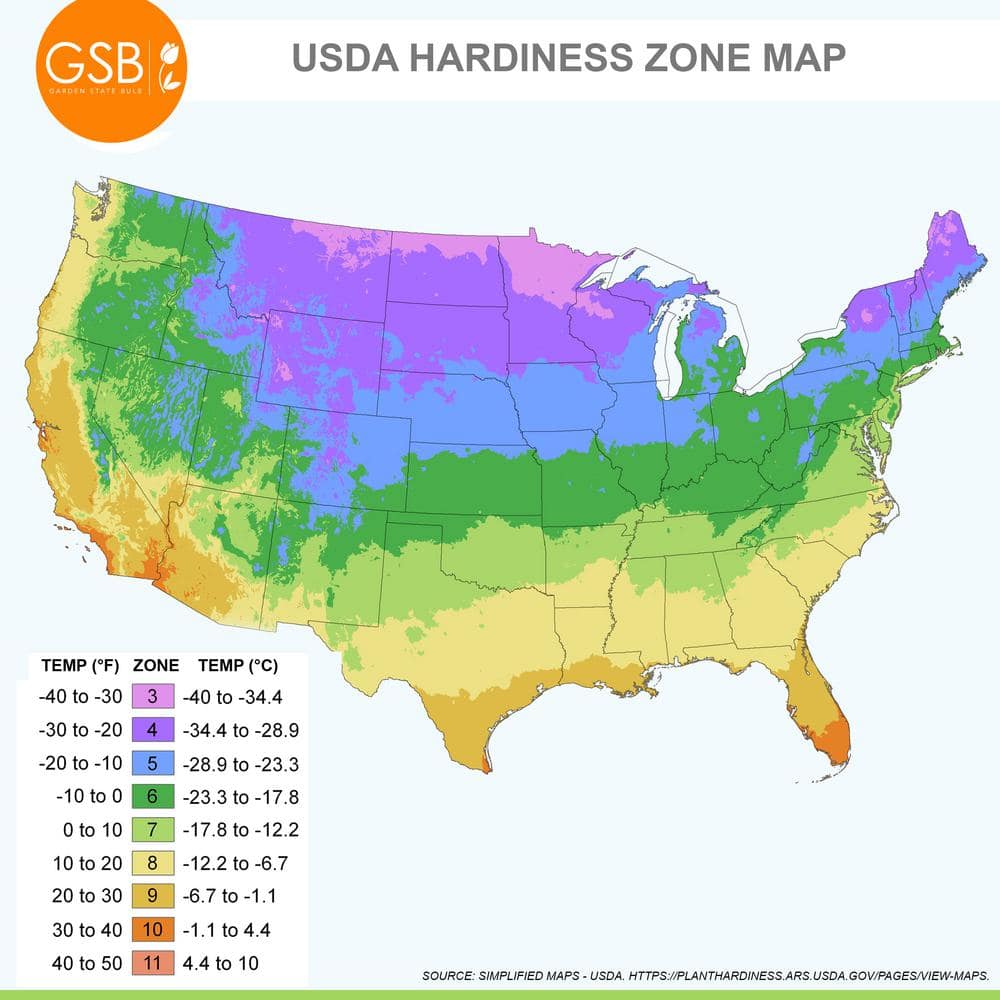  12/+ Cm, Single Late Snow White Tulip Flower Bulbs (Bag Of 100)