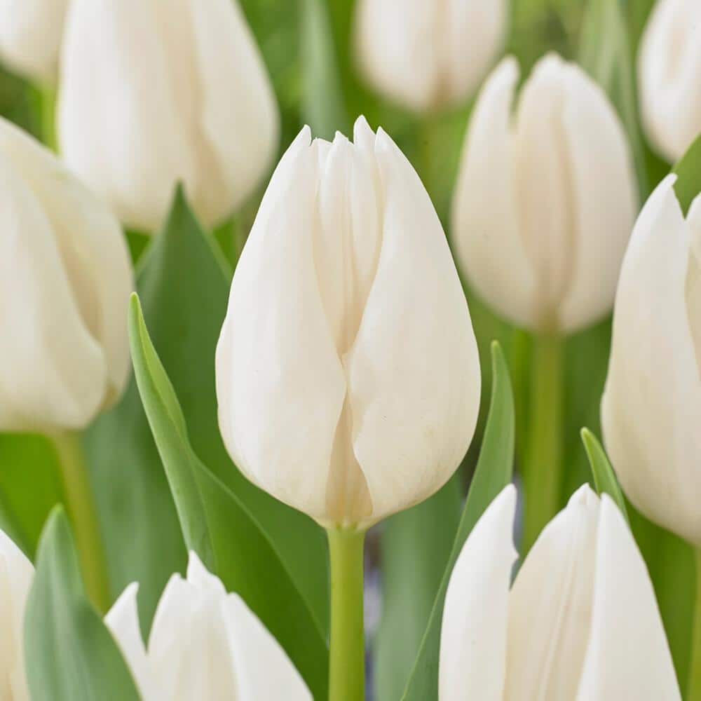  12/+ Cm, Single Late Snow White Tulip Flower Bulbs (Bag Of 250)