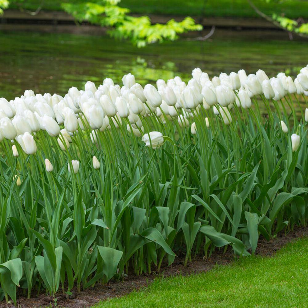  12/+ Cm, Single Late Snow White Tulip Flower Bulbs (Bag Of 50)