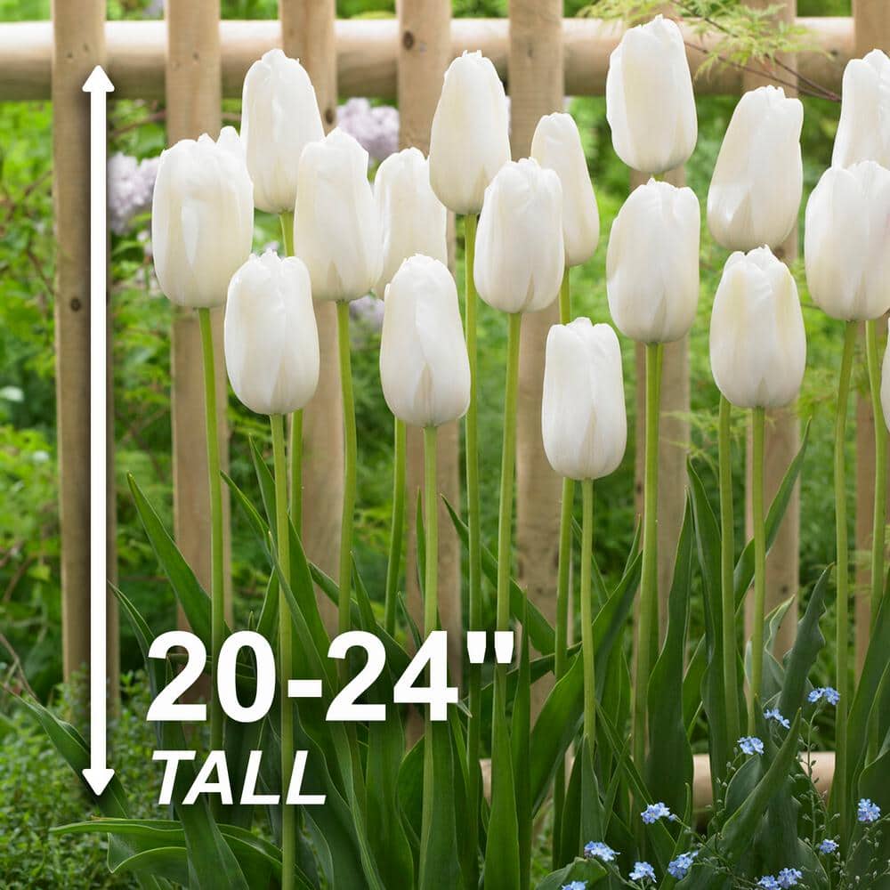  12/+ Cm, Single Late Snow White Tulip Flower Bulbs (Bag Of 50)