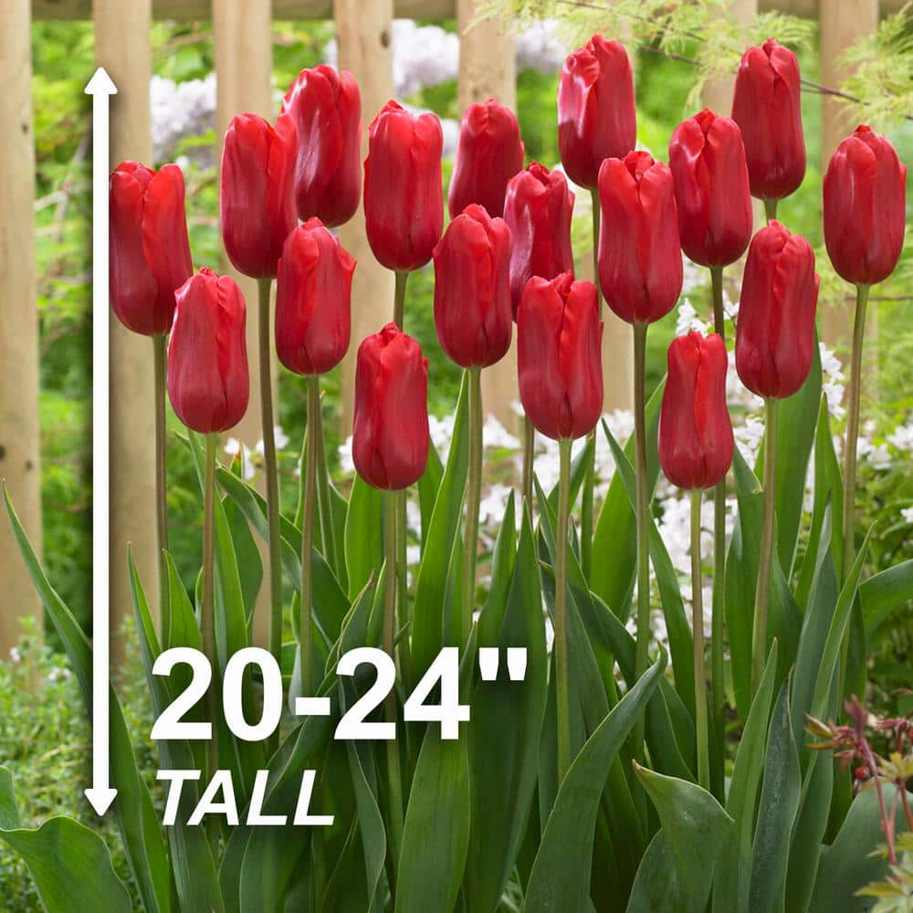  12/+ Cm, Single Late Red Ariel Tulip Flower Bulbs (Bag Of 100)