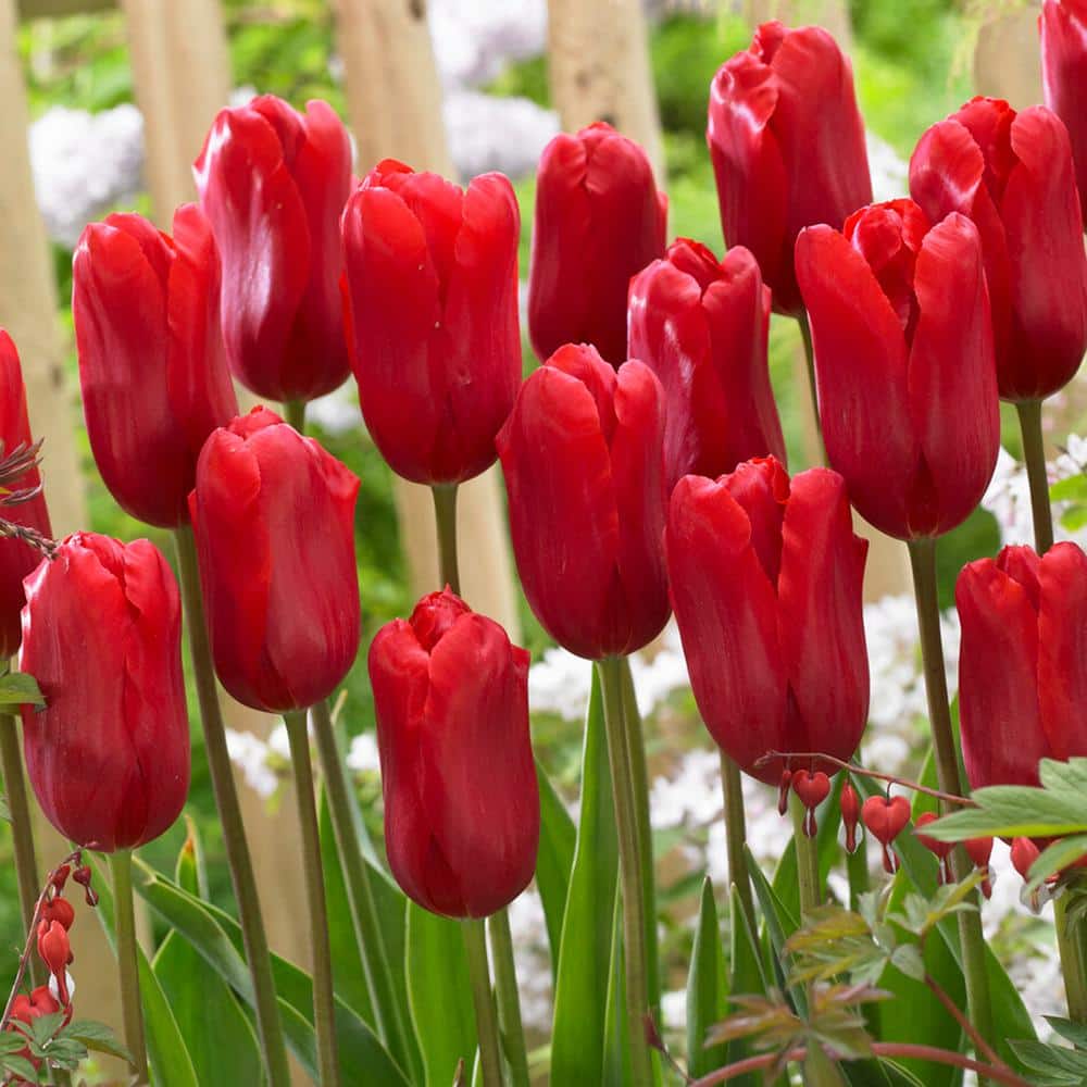  12/+ Cm, Single Late Red Ariel Tulip Flower Bulbs (Bag Of 100)