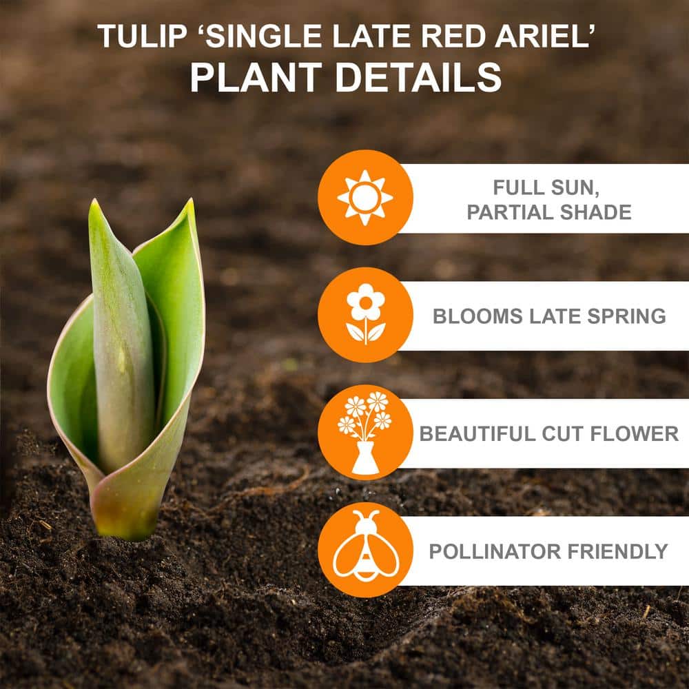  12/+ Cm, Single Late Red Ariel Tulip Flower Bulbs (Bag Of 25)