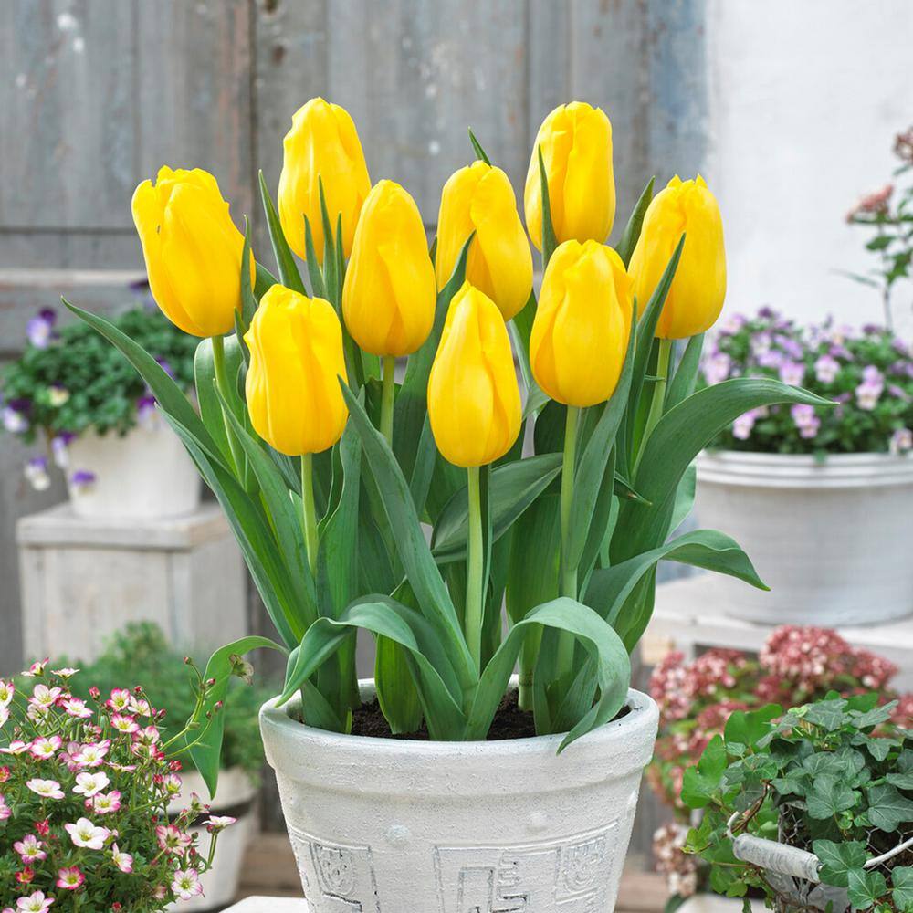  12/ Plus Cm, Single Late Yellow Big Smile Tulip Flower Bulbs (Bag Of 100)