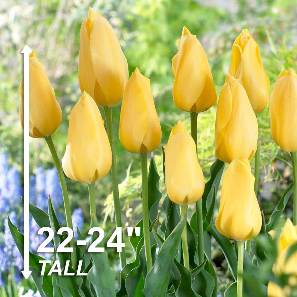  12/ Plus Cm, Single Late Yellow Big Smile Tulip Flower Bulbs (Bag Of 100)