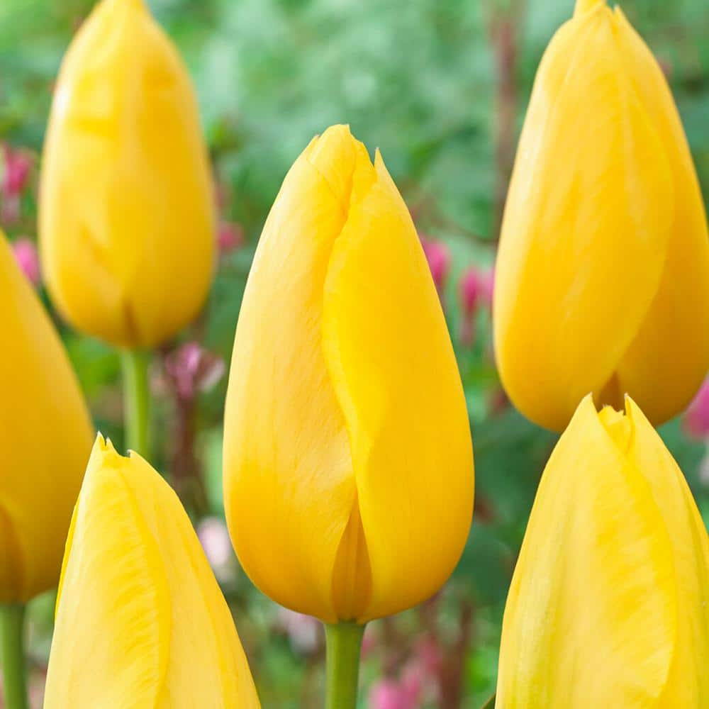  12/ Plus Cm, Single Late Yellow Big Smile Tulip Flower Bulbs (Bag Of 100)