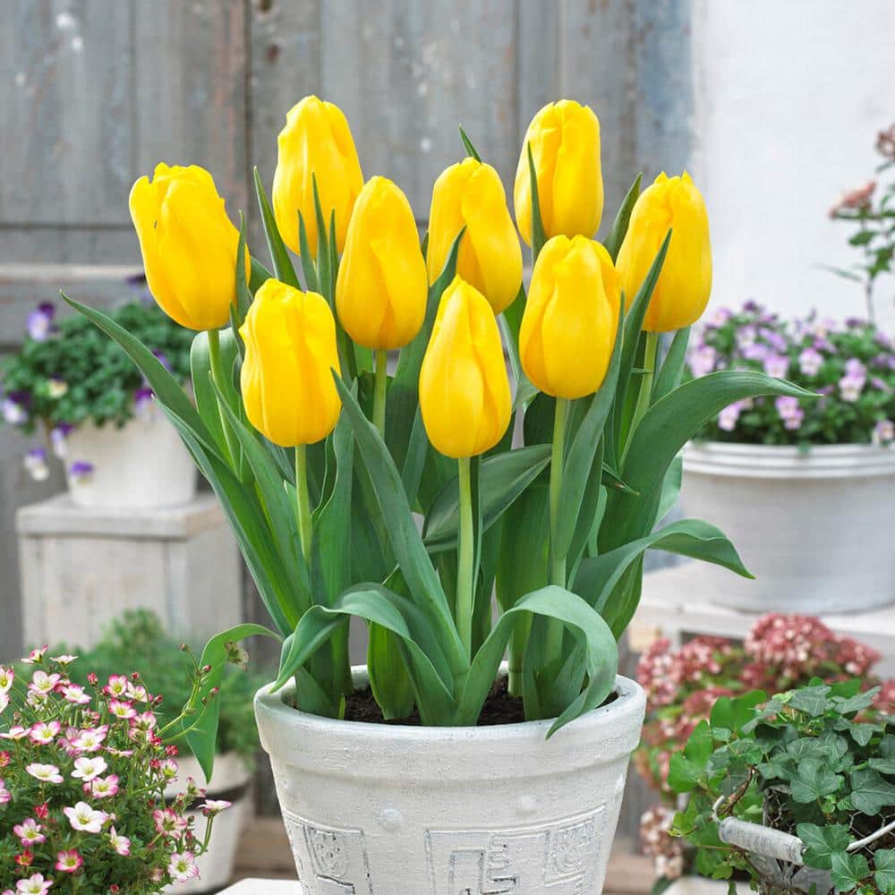  12/+ Cm, Single Late Yellow Big Smile Tulip Flower Bulbs (Bag Of 25)