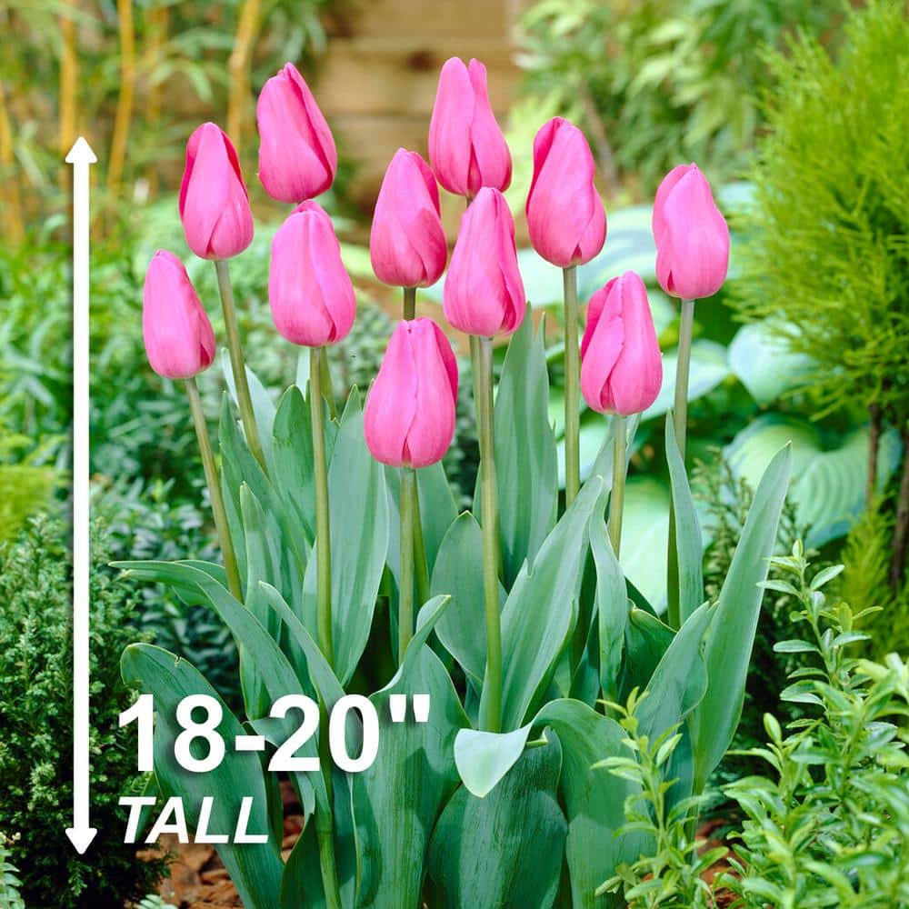  12/ Plus Cm, Triumph Don Quichotte Tulip Flower Bulbs (Bag Of 100)