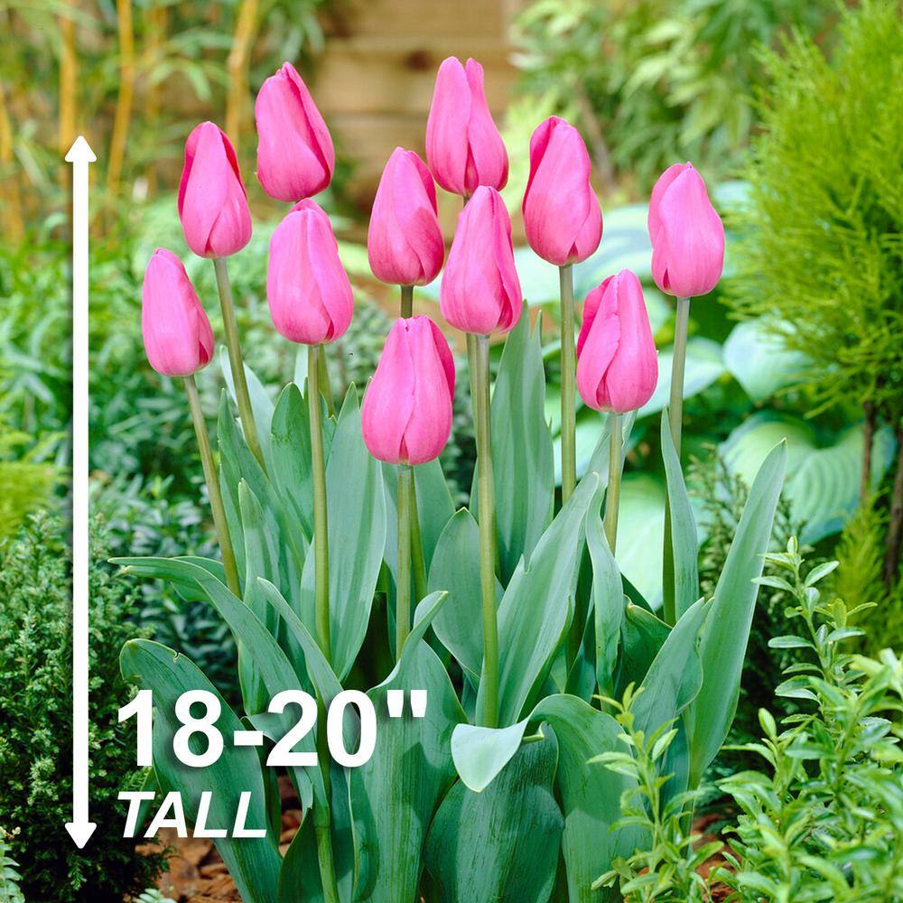  12/+ Cm, Triumph Don Quichotte Tulip Flower Bulbs (Bag Of 25)