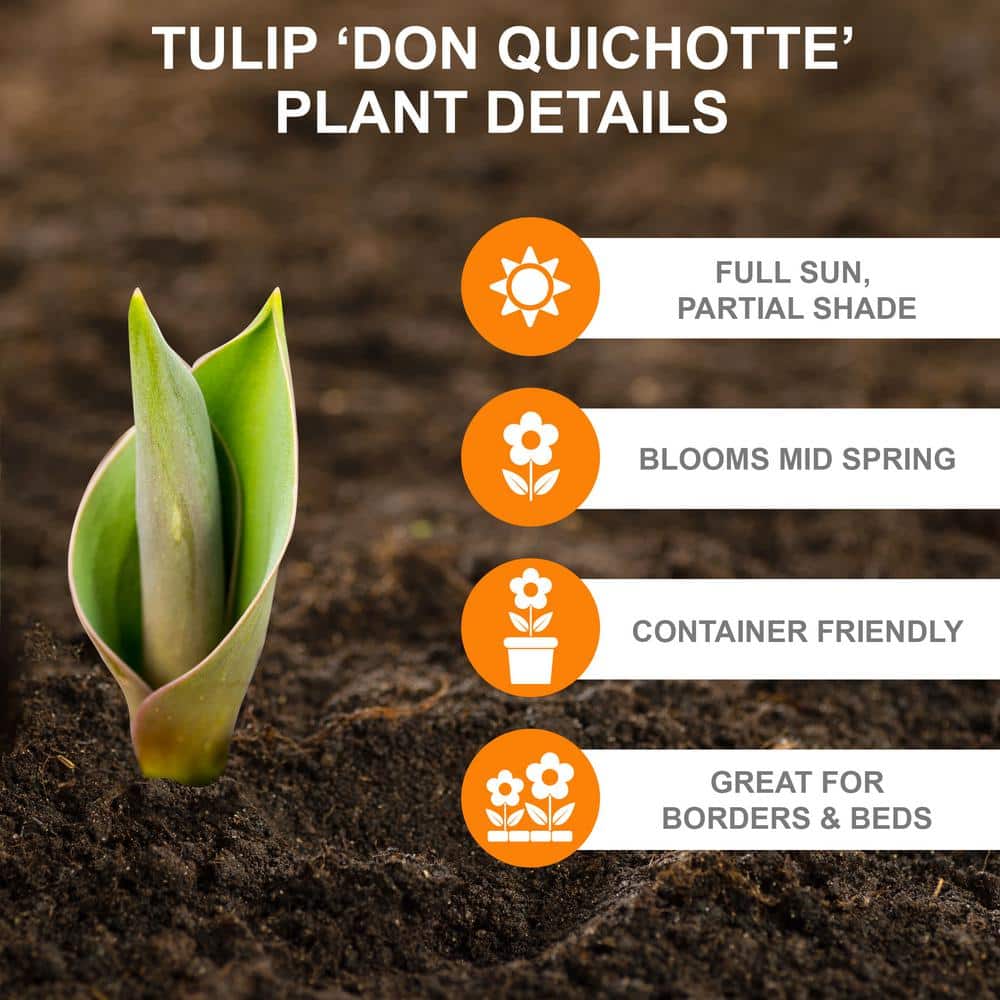  12/+ Cm, Triumph Don Quichotte Tulip Flower Bulbs (Bag Of 25)