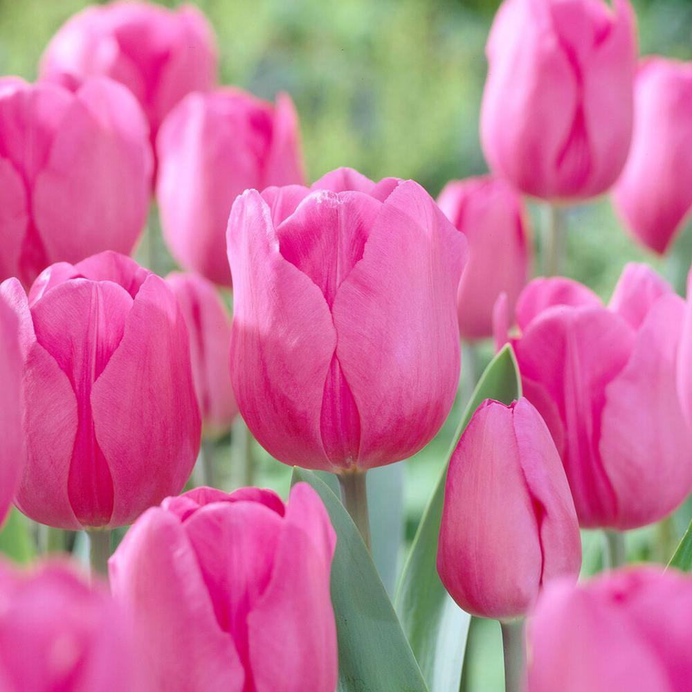  12/ Plus Cm, Triumph Don Quichotte Tulip Flower Bulbs (Bag Of 250)