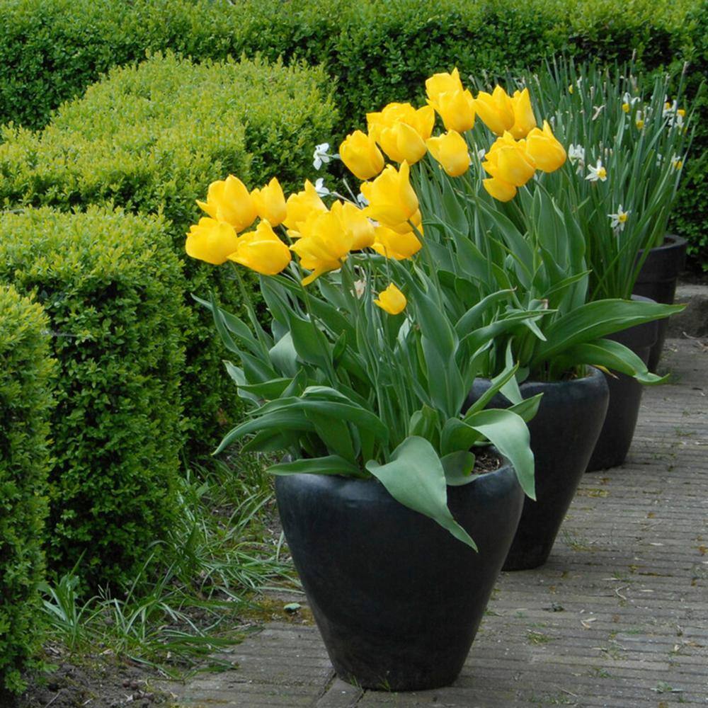  12/ Plus Cm, Triumph Yellow Strong Gold Tulip Flower Bulbs (Bag Of 25)