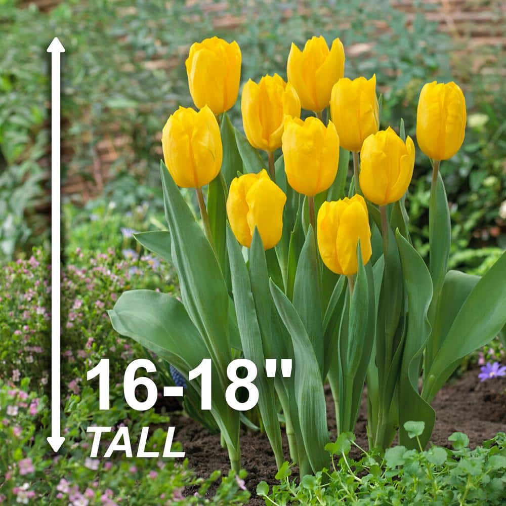  12/ Plus Cm, Triumph Yellow Strong Gold Tulip Flower Bulbs (Bag Of 25)