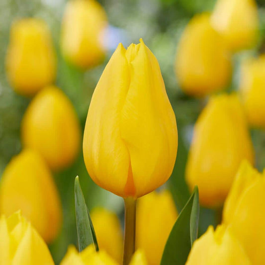  12/ Plus Cm, Triumph Yellow Strong Gold Tulip Flower Bulbs (Bag Of 25)