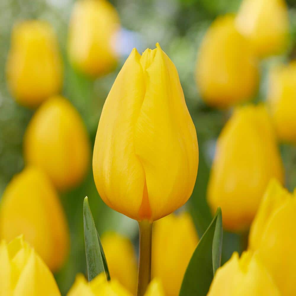  12/ Plus Cm, Triumph Yellow Strong Gold Tulip Flower Bulbs (Bag Of 50)