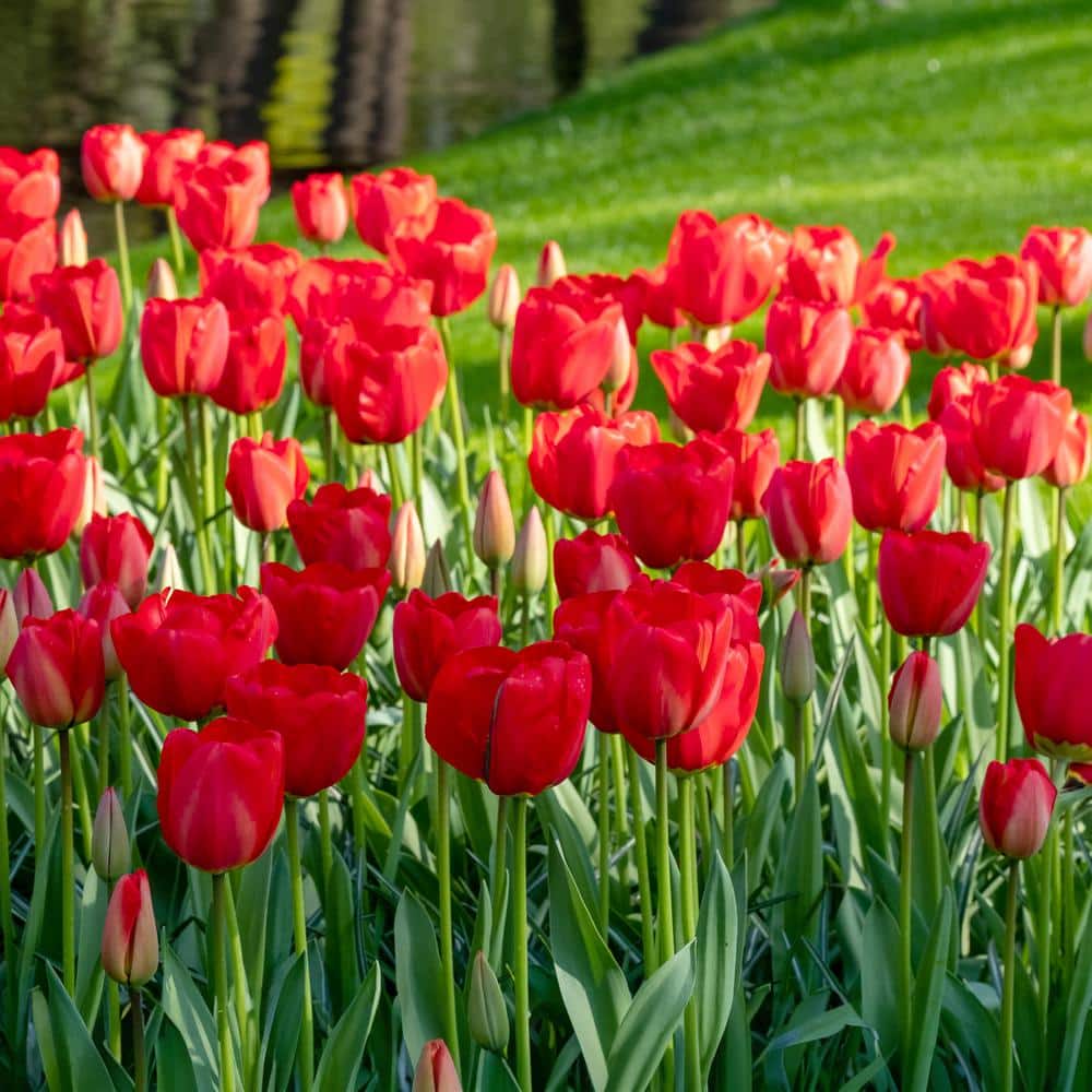  12/ Plus Cm, Triumph Strong Love Red Tulip Flower Bulbs (Bag Of 100)