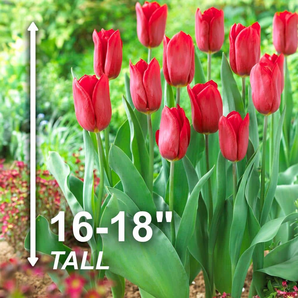  12/ Plus Cm, Triumph Strong Love Red Tulip Flower Bulbs (Bag Of 100)