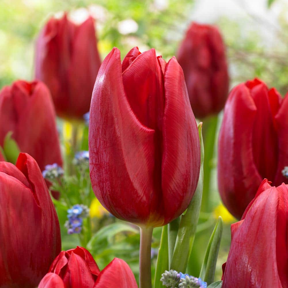  12/ Plus Cm, Triumph Strong Love Red Tulip Flower Bulbs (Bag Of 100)