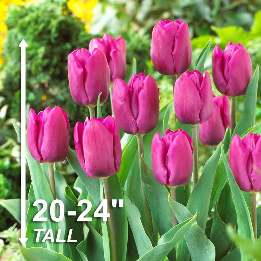  12/Plus Cm, Purple Prince Single Early Tulip Flower Bulbs (Bag Of 100)