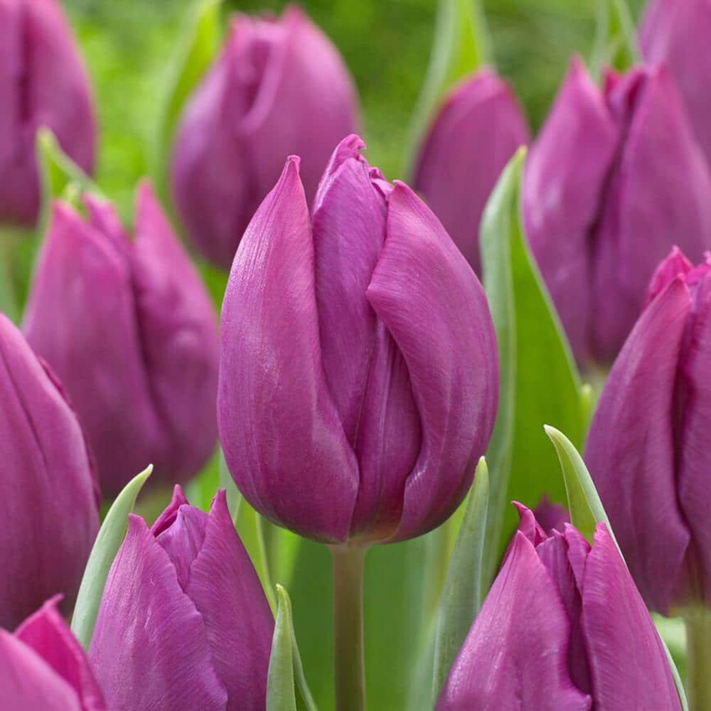  12/ Cm, Purple Prince Single Early Tulip Flower Bulbs (Bag Of 25)