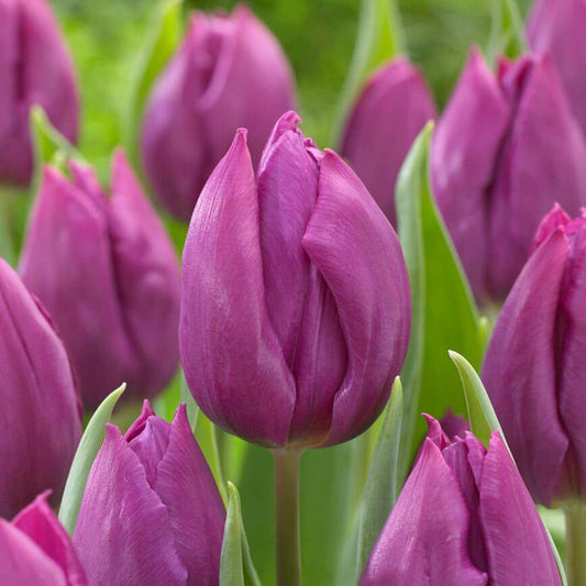  12/ Cm, Purple Prince Single Early Tulip Flower Bulbs (Bag Of 25)
