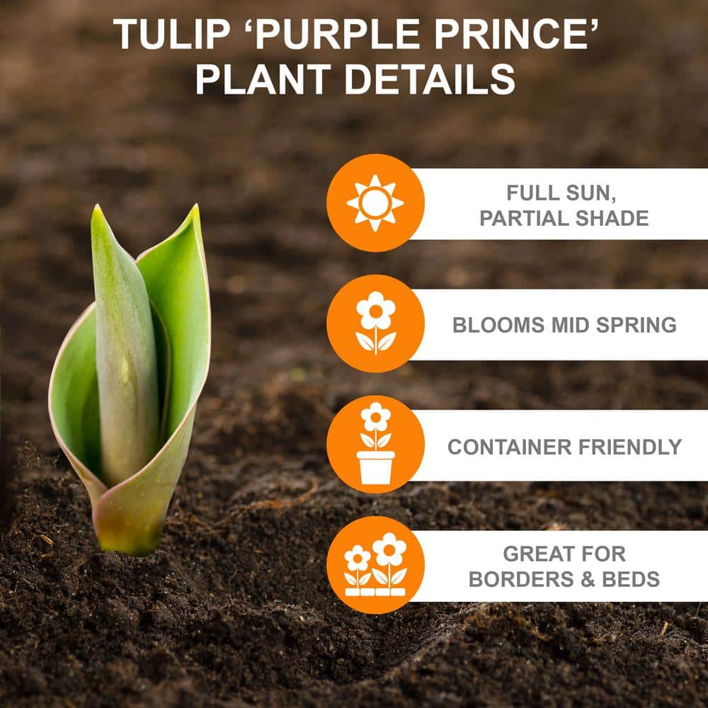 12/ Cm, Purple Prince Single Early Tulip Flower Bulbs (Bag Of 25)