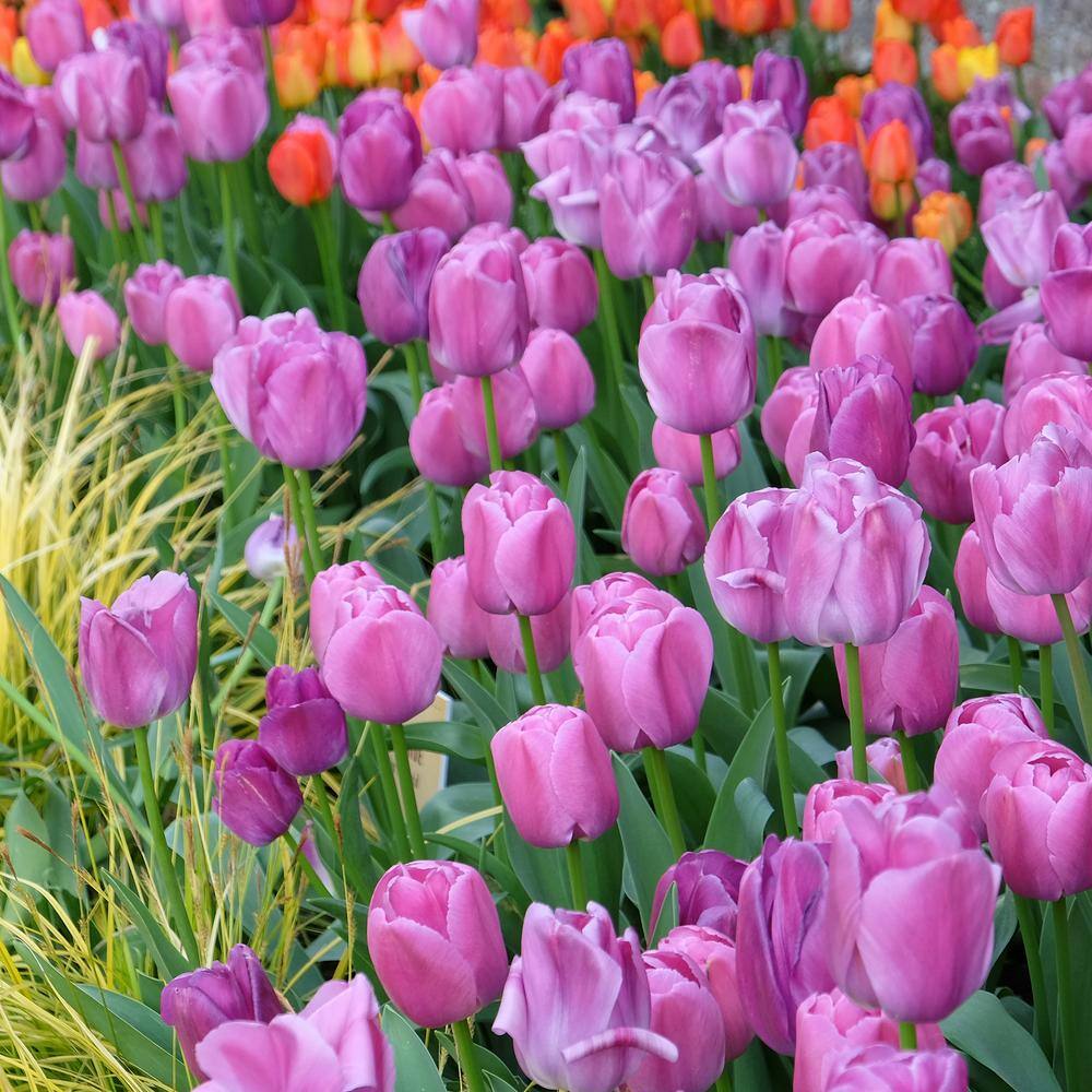  12/ Plus Cm, Darwin Hybrid Purple Pride Tulip Flower Bulbs (Bag Of 25)