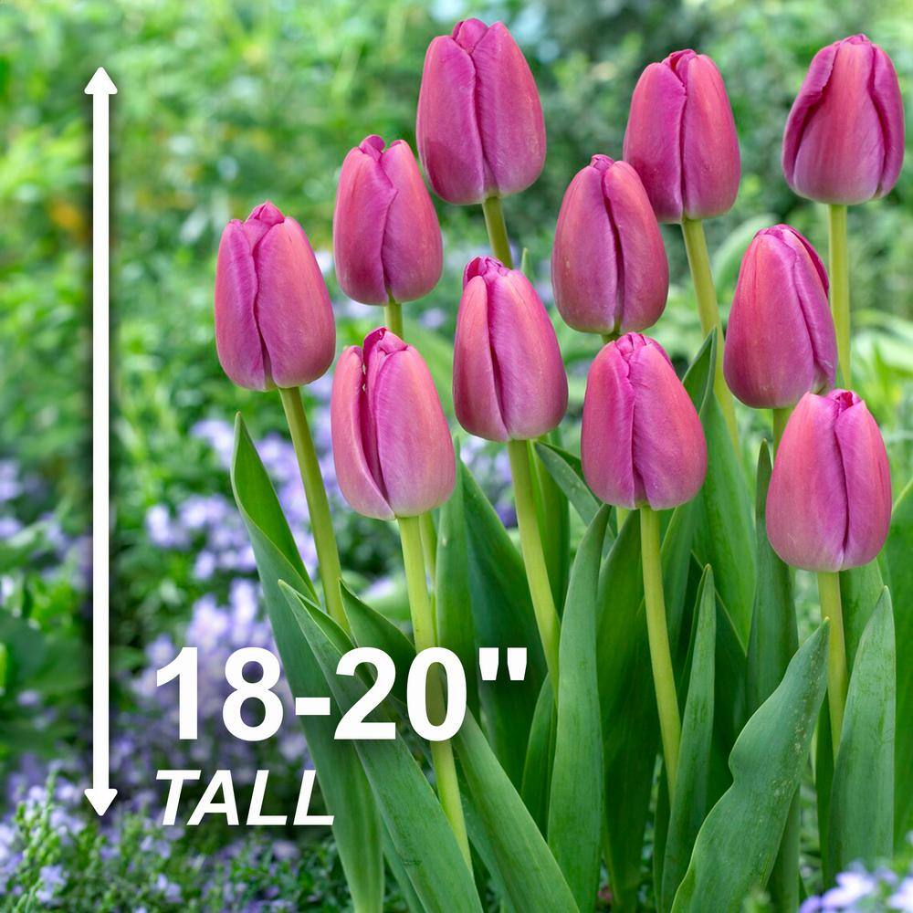  12/ Plus Cm, Darwin Hybrid Purple Pride Tulip Flower Bulbs (Bag Of 25)
