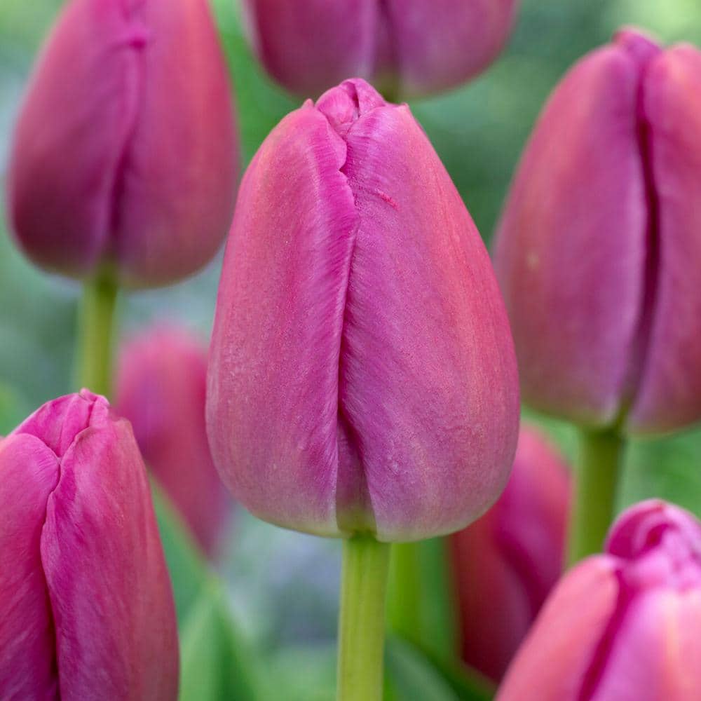  12/ Plus Cm, Darwin Hybrid Purple Pride Tulip Flower Bulbs (Bag Of 250)