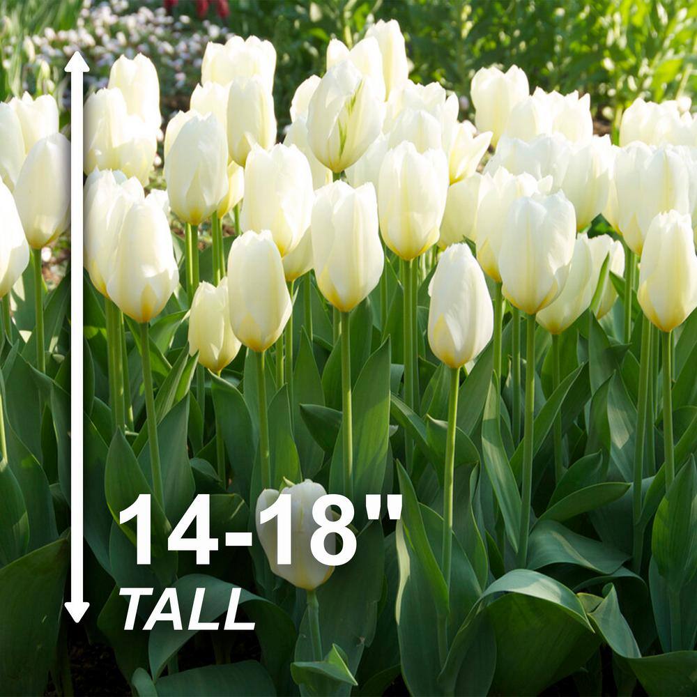  12/ Cm, Fosteriana White Emperor Tulip Flower Bulbs (Bag Of 25)
