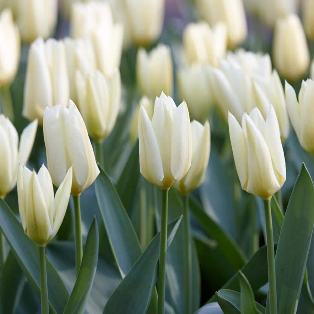  12/ Plus Cm, Fosteriana White Emperor Tulip Flower Bulbs (Bag Of 250)
