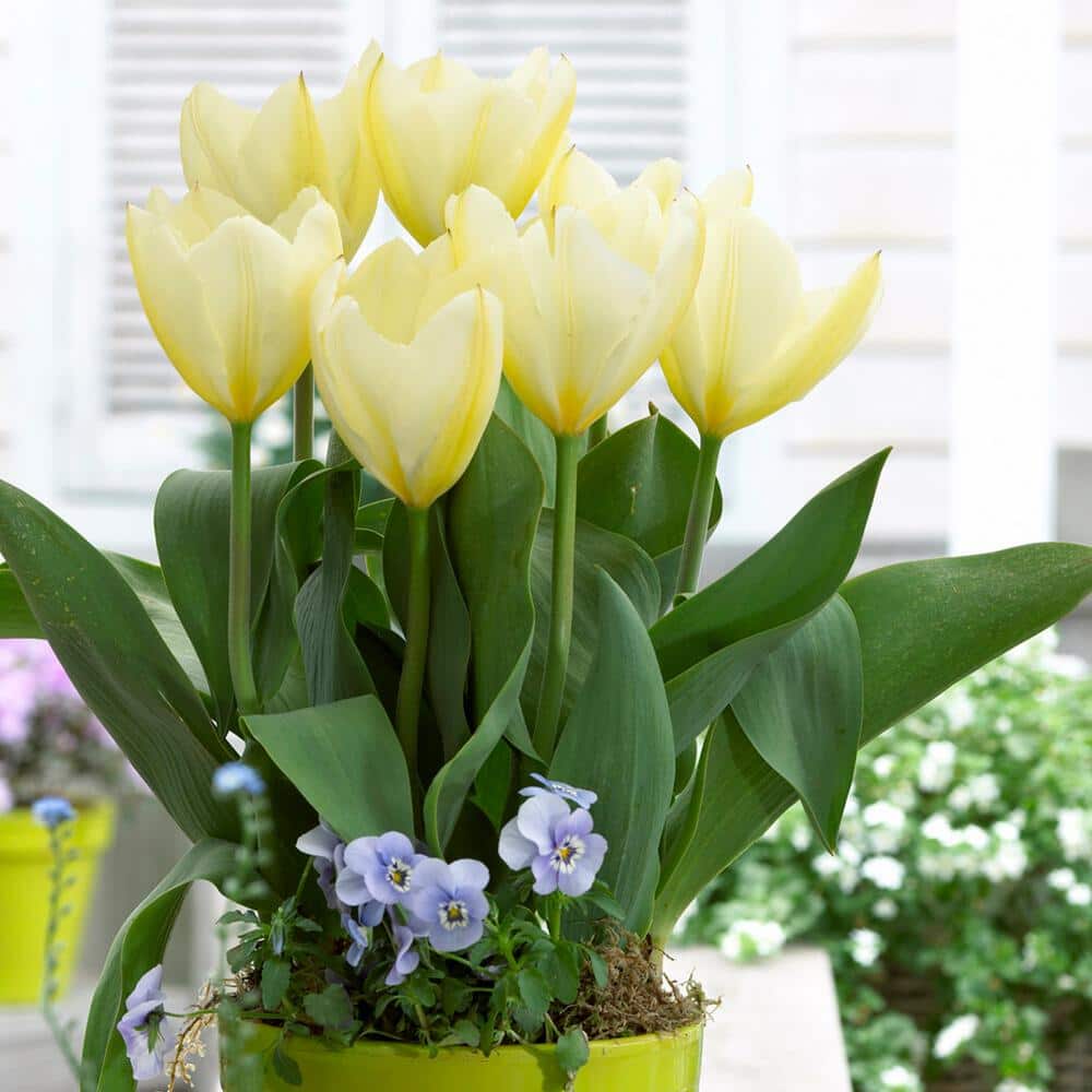  12/ Plus Cm, Fosteriana White Emperor Tulip Flower Bulbs (Bag Of 50)