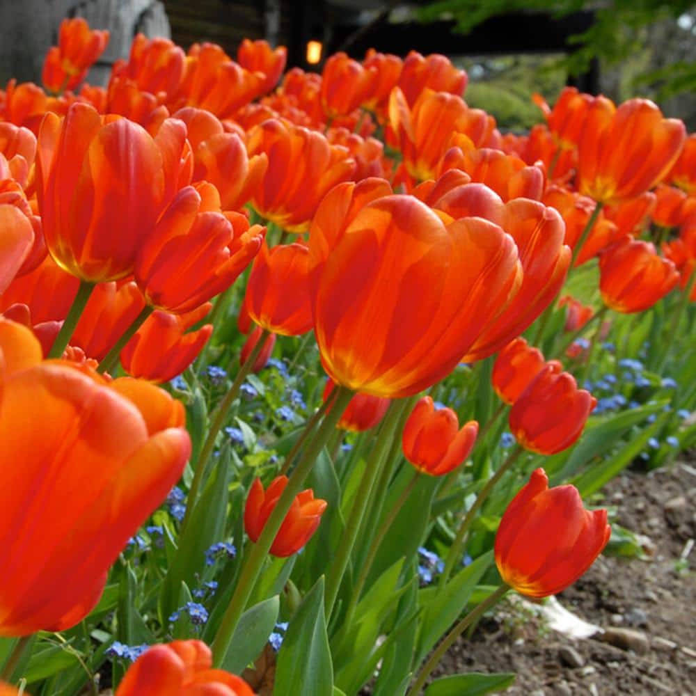  12/+ Cm, Triumph Orange Juice Tulip Flower Bulbs (Bag Of 100)