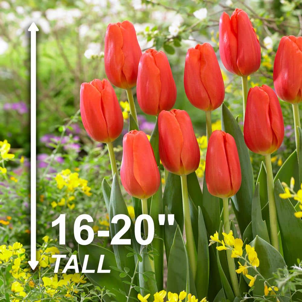  12/+ Cm, Triumph Orange Juice Tulip Flower Bulbs (Bag Of 100)