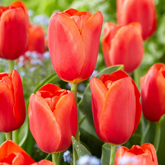  12/+ Cm, Triumph Orange Juice Tulip Flower Bulbs (Bag Of 250)