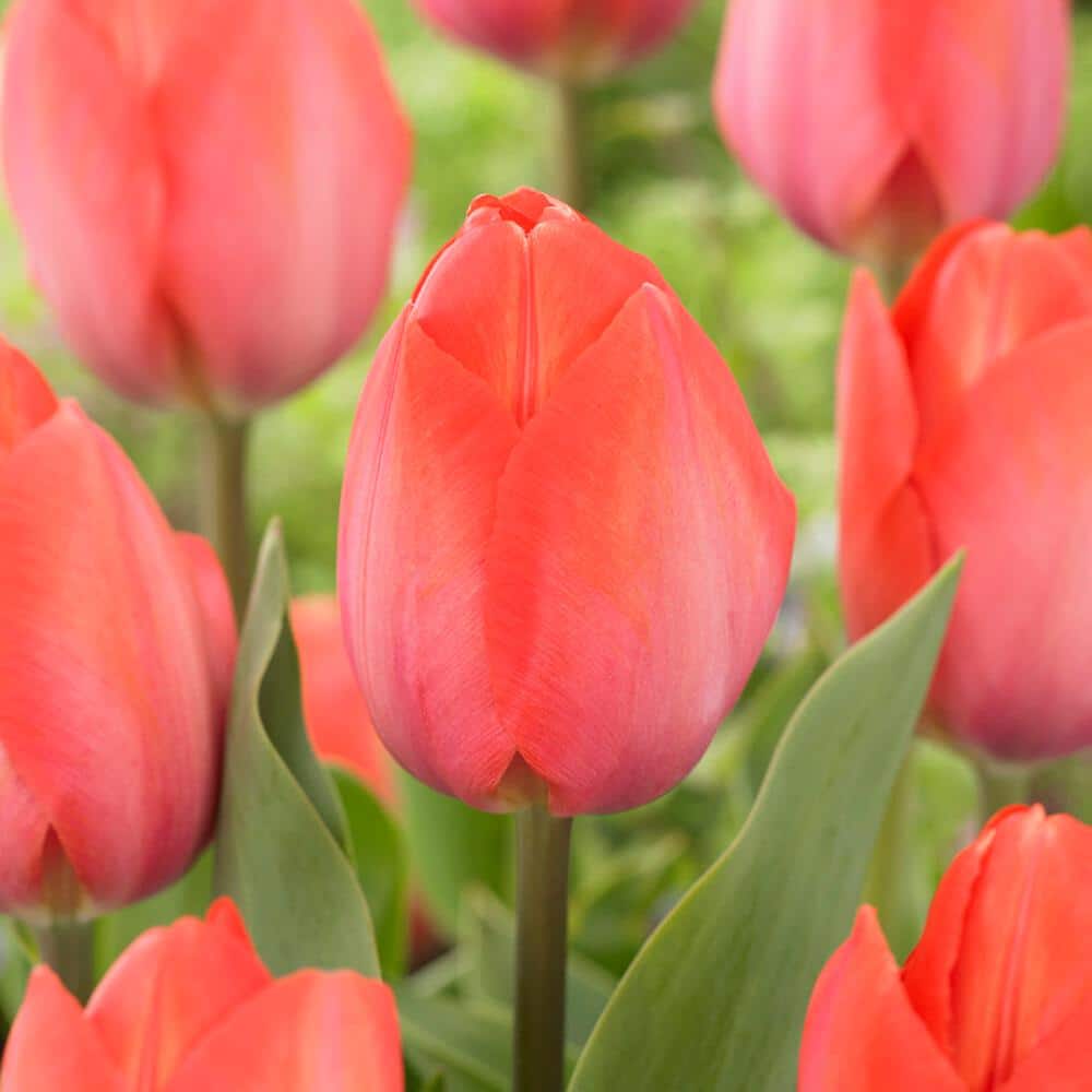  12/+ Cm, Darwin Hybrid Orange Van Eijk Tulip Flower Bulbs (Bag Of 100)